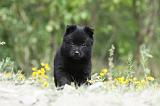 SCHIPPERKE 536